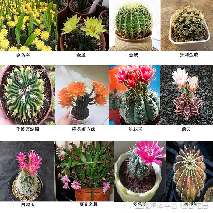 常见300种多肉植物名称图解 腾讯新闻
