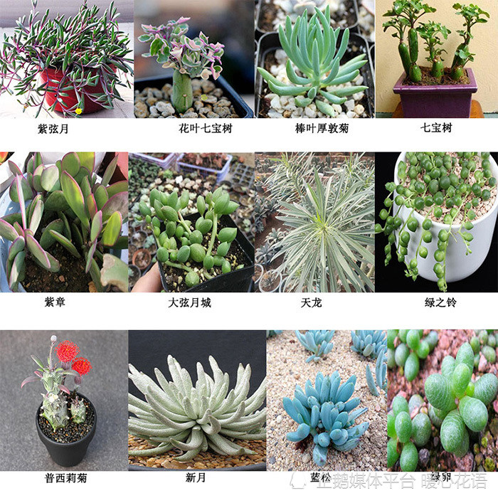 常见300种多肉植物名称图解 - 常见多肉品种对照表 - 实验室设备网