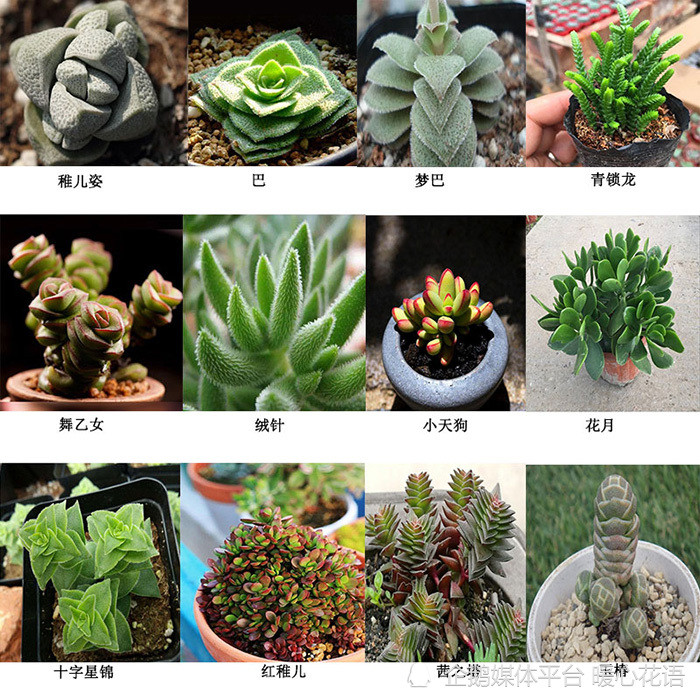 常见300种多肉植物名称图解 腾讯新闻