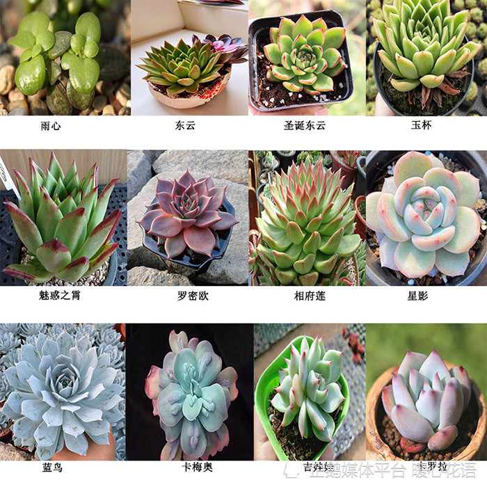 300种常见植物图谱名称图片