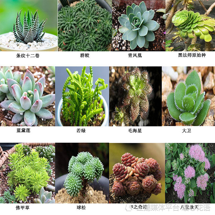 60种盆栽植物名称图片