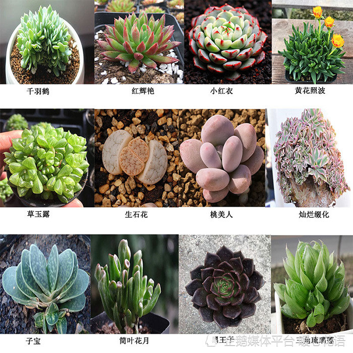 常见300种多肉植物名称图解 腾讯新闻