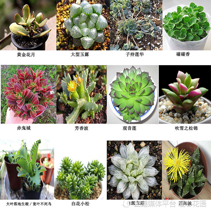 常见300种多肉植物名称图解 腾讯新闻