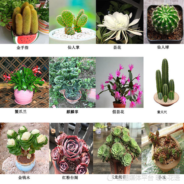 多肉植物图片及名称大全(多肉植物图片及名称大全大图)