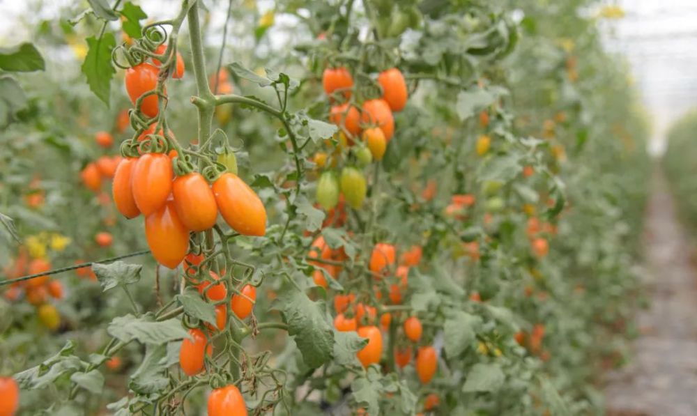 日摘万斤厦门最好吃的小番茄在灌口开放采摘