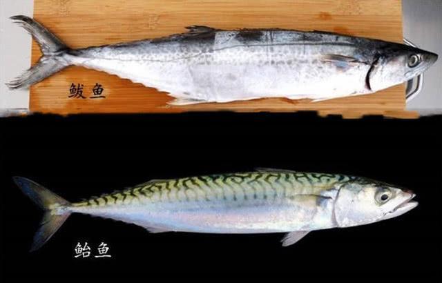 买鲅鱼大眼睛和小眼睛区别很大牢记3买3不买鲅鱼新鲜味道正