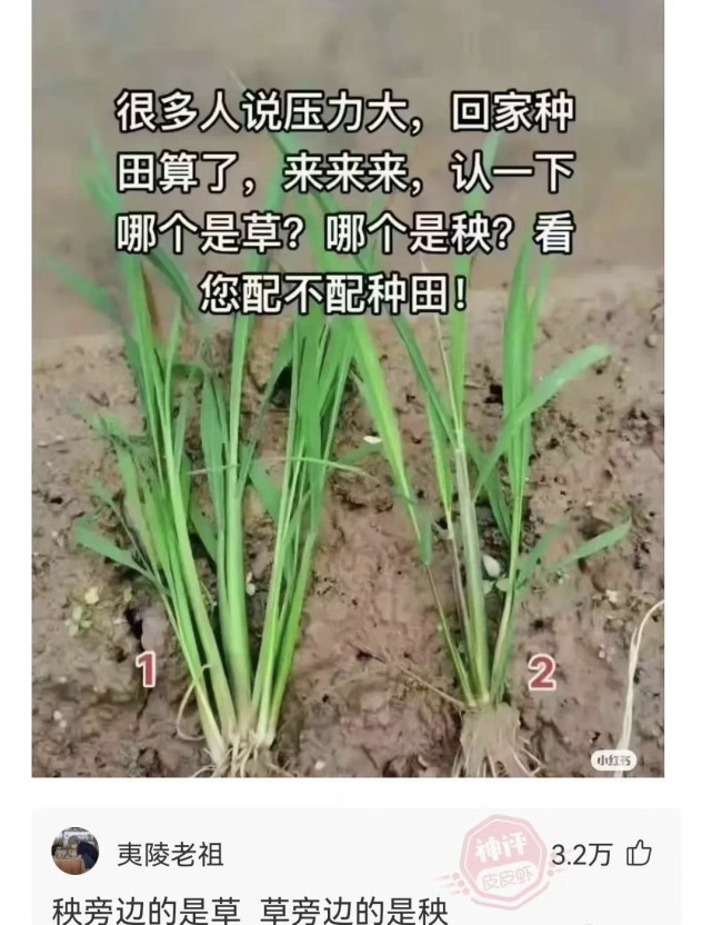 總有人說回家種田算了你來認一下哪個是秧哪個是草