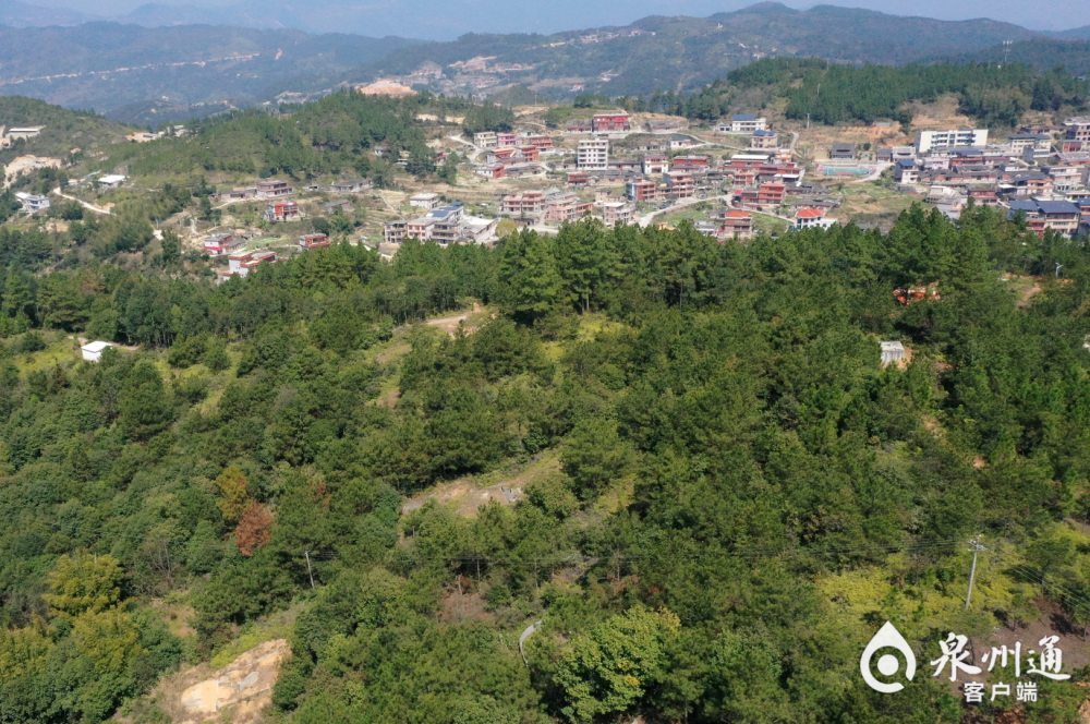 12年坚守种下285万株树南安眉山乡高田村山头绿了水质好了长寿的人也