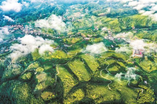 三明大田县屏山乡大仙峰茶美人景区迎来旅游热