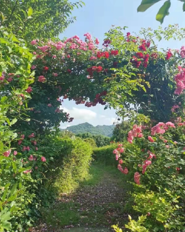 西安周边游周至玫瑰庄园五月花开很美等疫情结束就出发吧