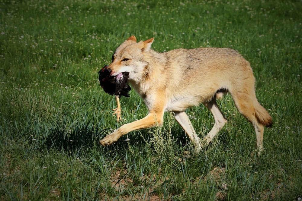 是一对成年繁殖配偶和它们的后代组成的,也就是狼群始终有一个狼王