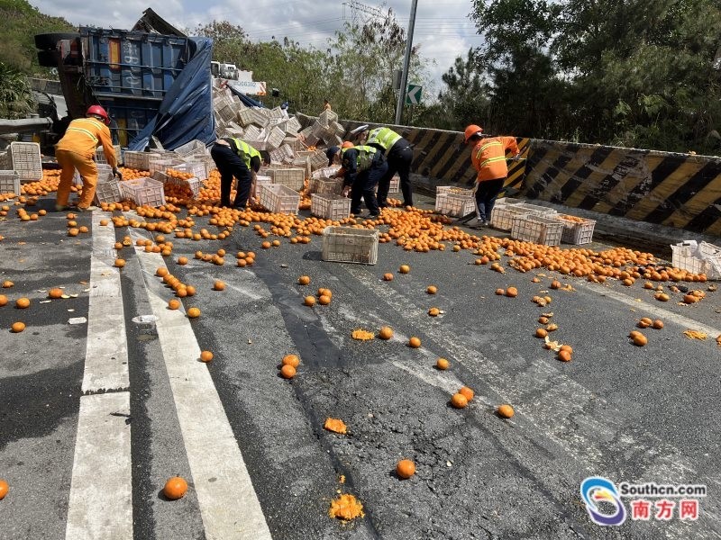 34吨沃柑撒满地柑好有你们