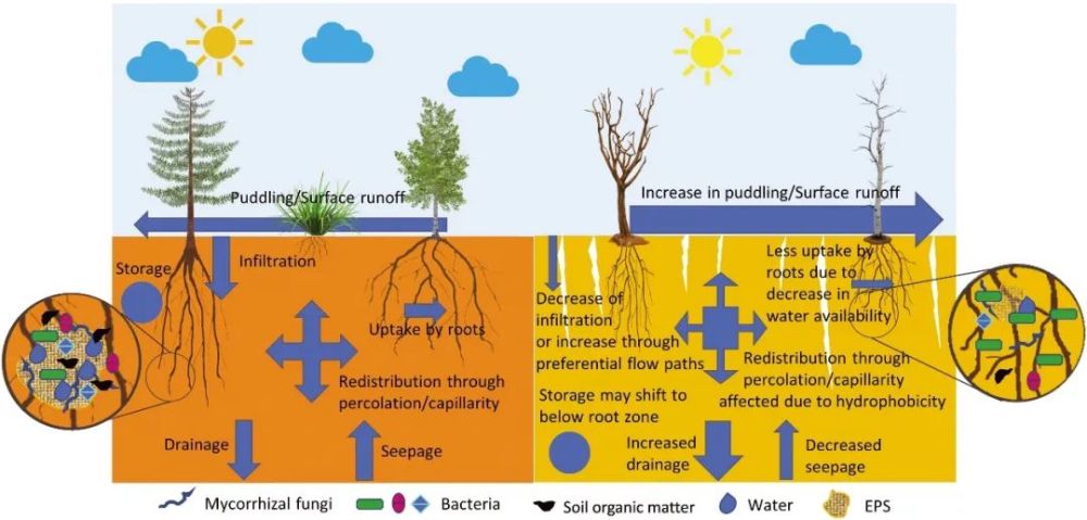 science最新重磅綜述:土壤微生物是退化土地恢復的變局者(全文編譯)