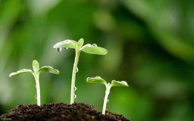 春日限定|杏雨梨雲的西華師大