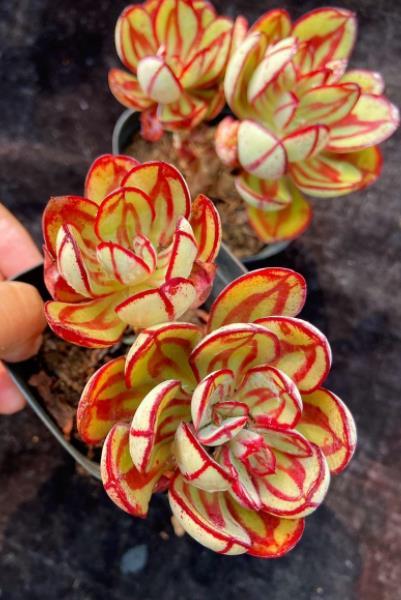 娇艳迷人的多肉红司全年长个不停彩色叶子好看值得拥有