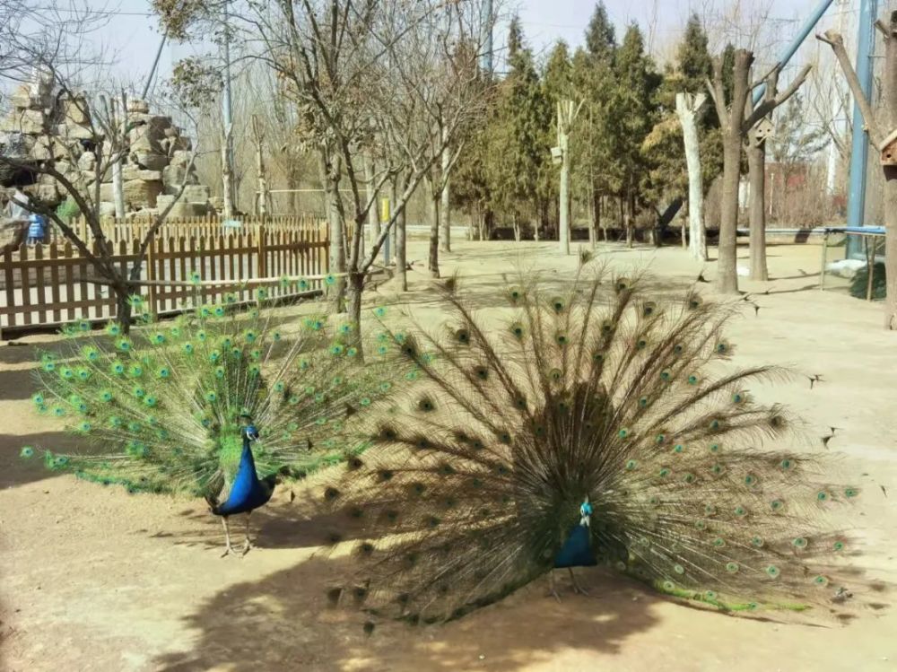 火爆春晚的只此青綠將在東營動物園上演