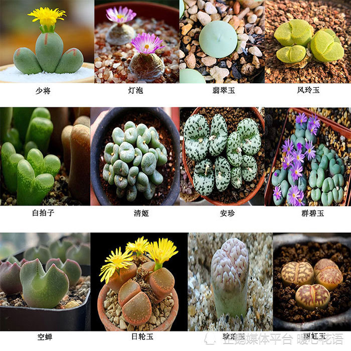 常见300种多肉植物名称图解 - 常见多肉品种对照表 - 实验室设备网