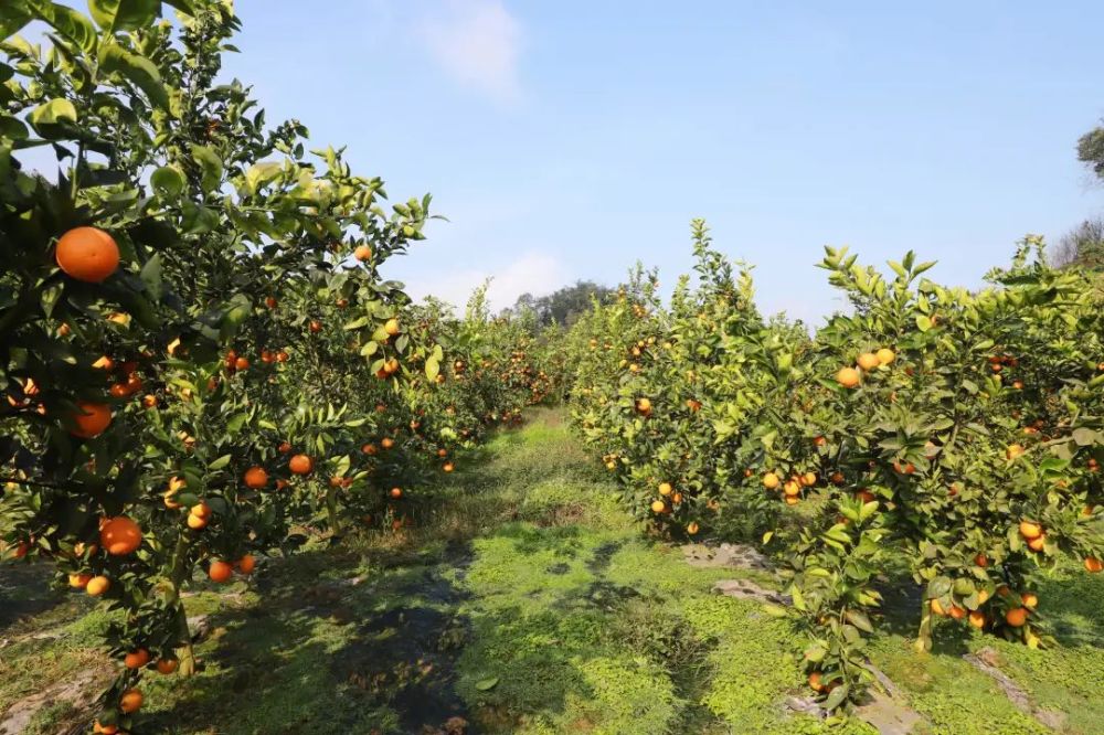 采摘春季开花调节水果市场的时令果品夏橙是柑橘类错季销售吸收营养