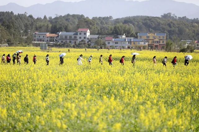 郴州這些絕美油菜花田趕緊收藏!