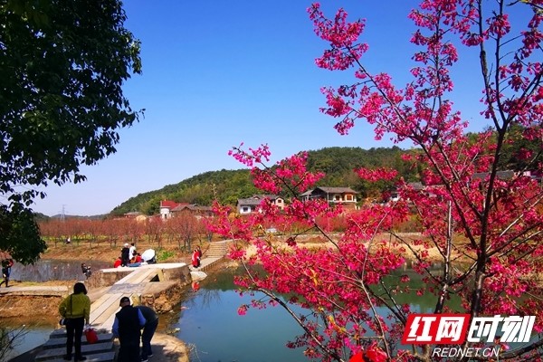 组图丨湘潭昭山七星村的樱花盛开