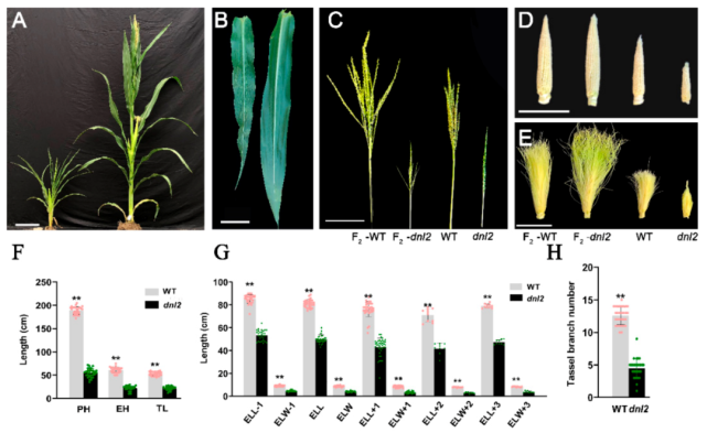 ijms中国农业科学院作科所黄长玲研究员团队玉米矮化窄叶突变体dnl2的