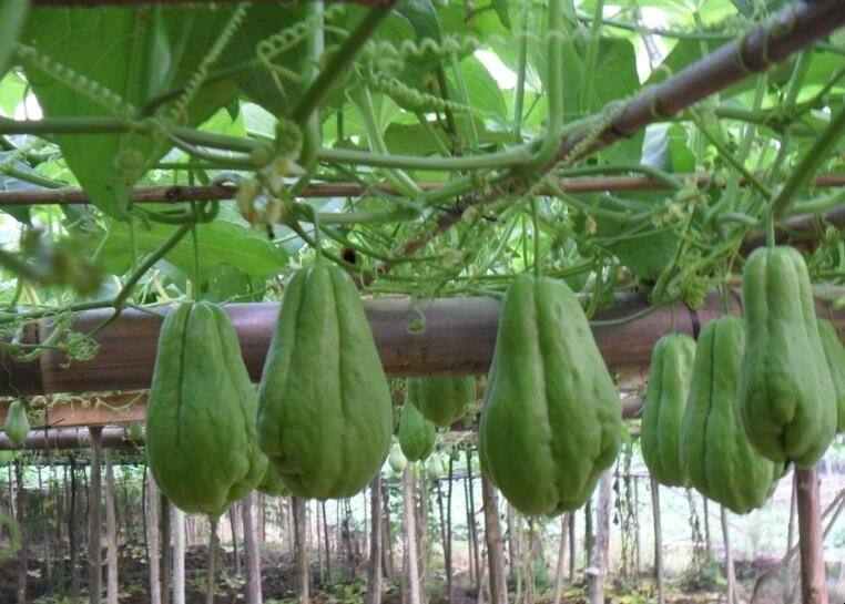 天气变暖 家里种上这5种 懒人菜 种植一次就能常年有菜吃 腾讯新闻