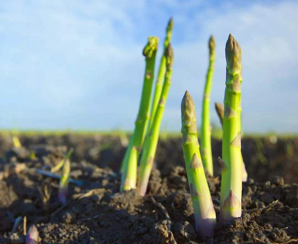 天气变暖 家里种上这5种 懒人菜 种植一次就能常年有菜吃 腾讯新闻