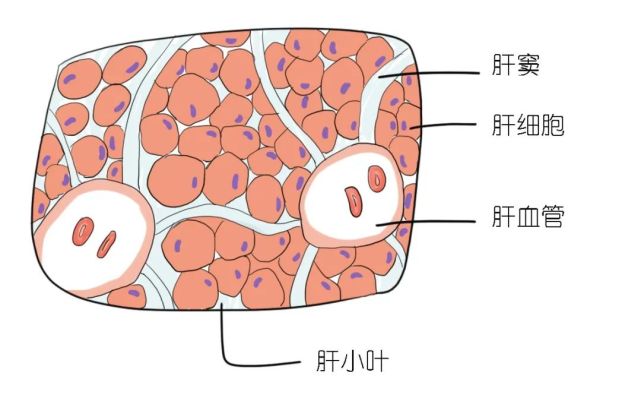 肝细胞特别小,肉眼看不到,平时都是一小堆(肝小叶"泡"在纵横交错的