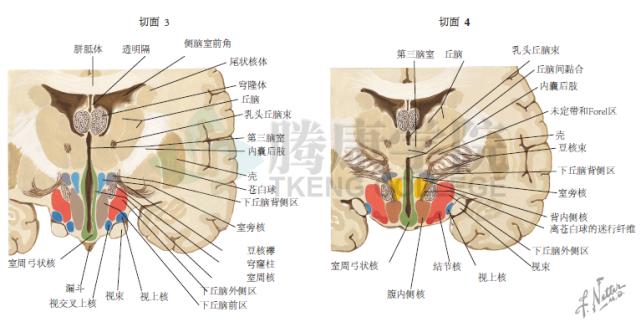 神經解剖學經下丘腦的切面結節區