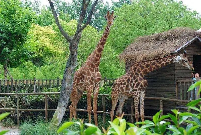 上海野生动物园●提供泊位数:213●地址:浦东新区高桥镇凌桥高沙滩3号