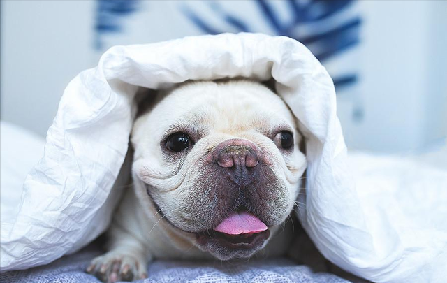 不要 抛弃 这4种狗狗啦 它们活不下去的 博美犬 泰迪 柯基犬 法斗 狗狗