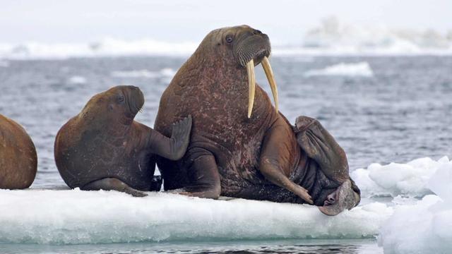 俄罗斯狗国面积737万平方公里比青海省还大曾属于中国