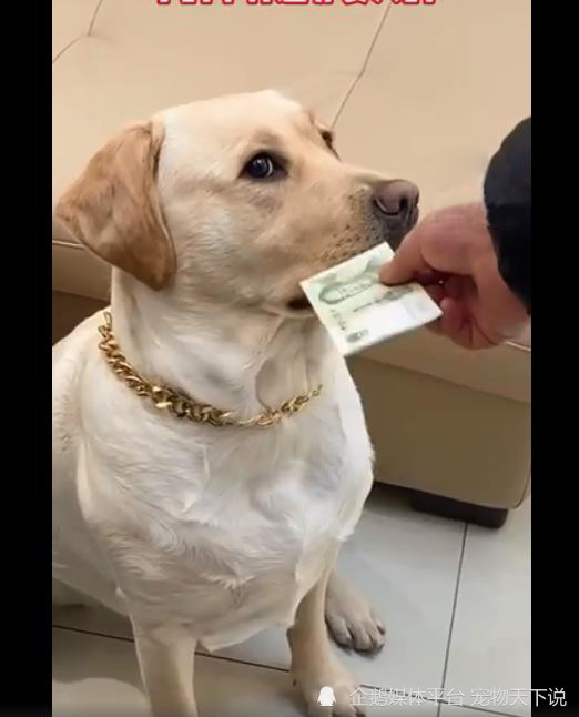 就想逗逗狗子,于是先拿出了一元钱递给它,但狗狗满脸嫌弃
