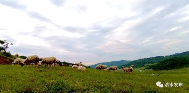 以梦为马 冯河草原换新颜