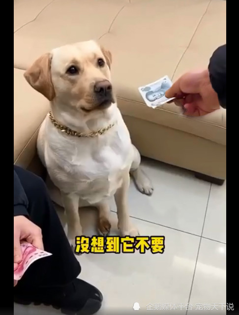 然后陈先生又拿出了十元钞票,狗狗看都不看,直接向陈先生汪了一声