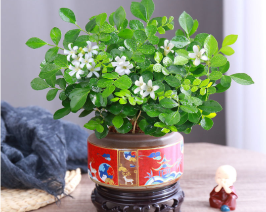 喜欢养花就选九里香盆栽,香气馥郁,让家里满屋飘香
