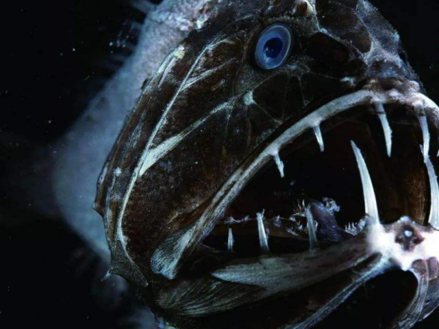 海气科普食人魔鱼尖牙鱼