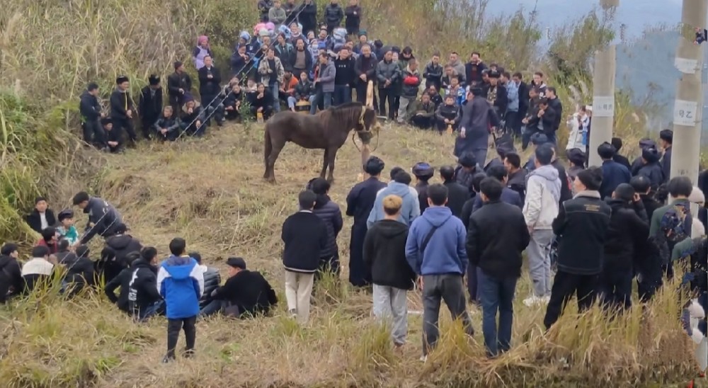 贵州苗族野炊选择杀马这一幕网友坐不住了