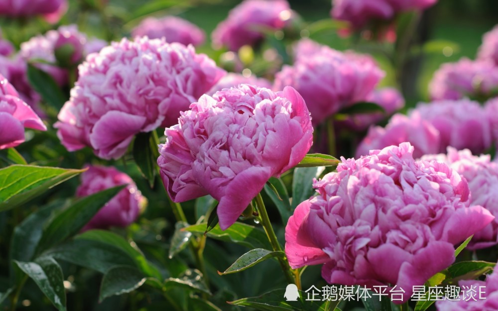 3月10日星座运势 集思广益 突破禁锢的四大星座 天天看点