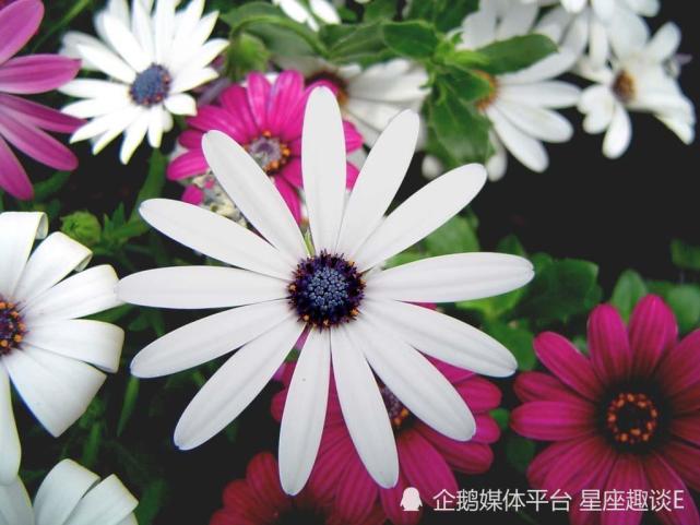 3月10日 日爱情运势 红鸾心动 缔结良缘的四大星座 天秤座 爱情运势 巨蟹座 白羊座 星座运势 摩羯座