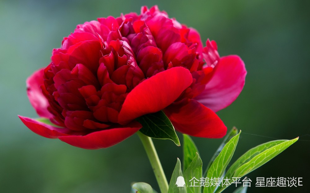 3月10日 日星座运势 出类拔萃 节节攀升的四大星座 天天看点