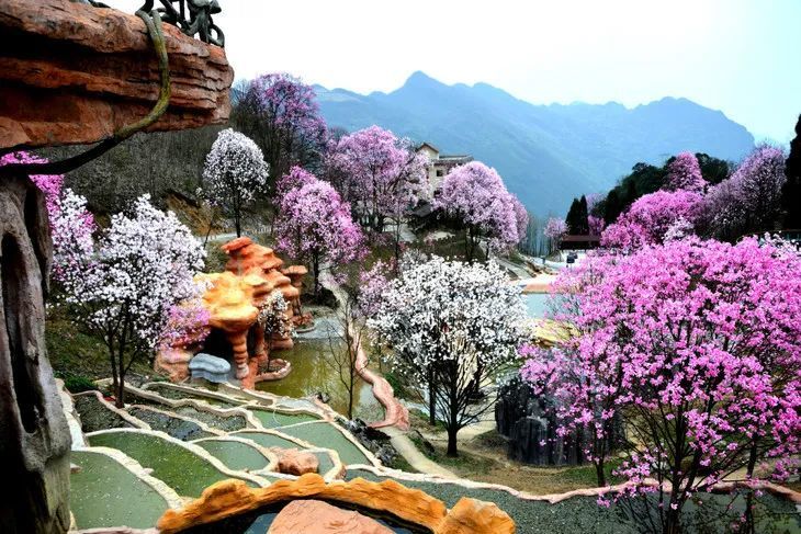 西南最大的辛夷花海 百年辛夷古树 第一波花期即将来临 腾讯新闻