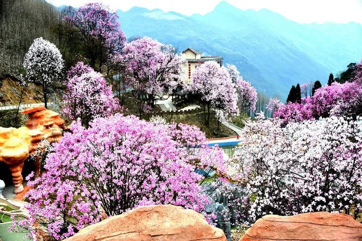 西南最大的辛夷花海 百年辛夷古树 第一波花期即将来临 腾讯新闻