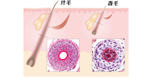 我们的体毛有毳(cuì)毛和终毛(粗毛)两种形态.