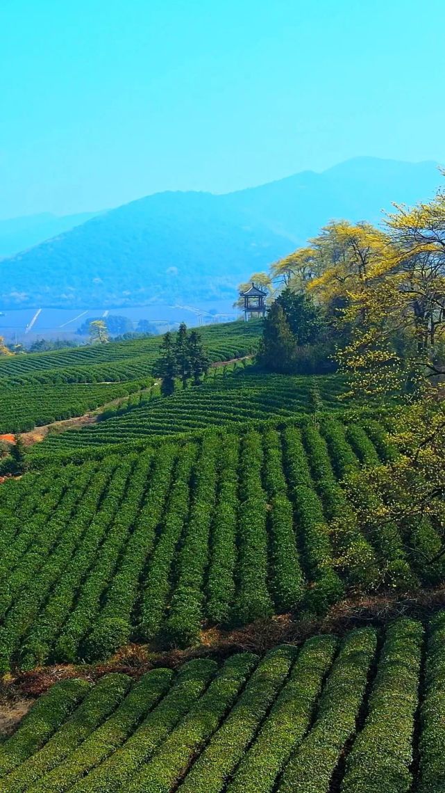 春天的第一味当然是阳羡茶