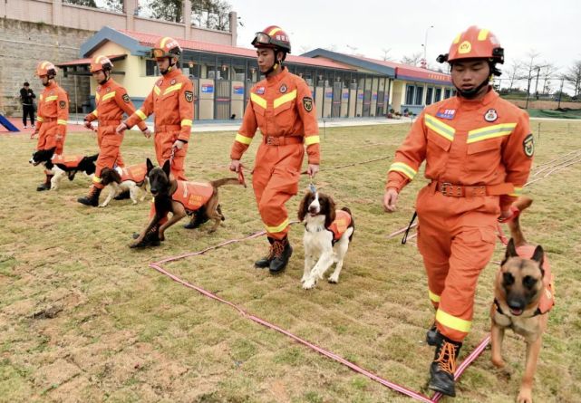 伙食费最高一天150元海都记者探班消防搜救犬惠安训练基地