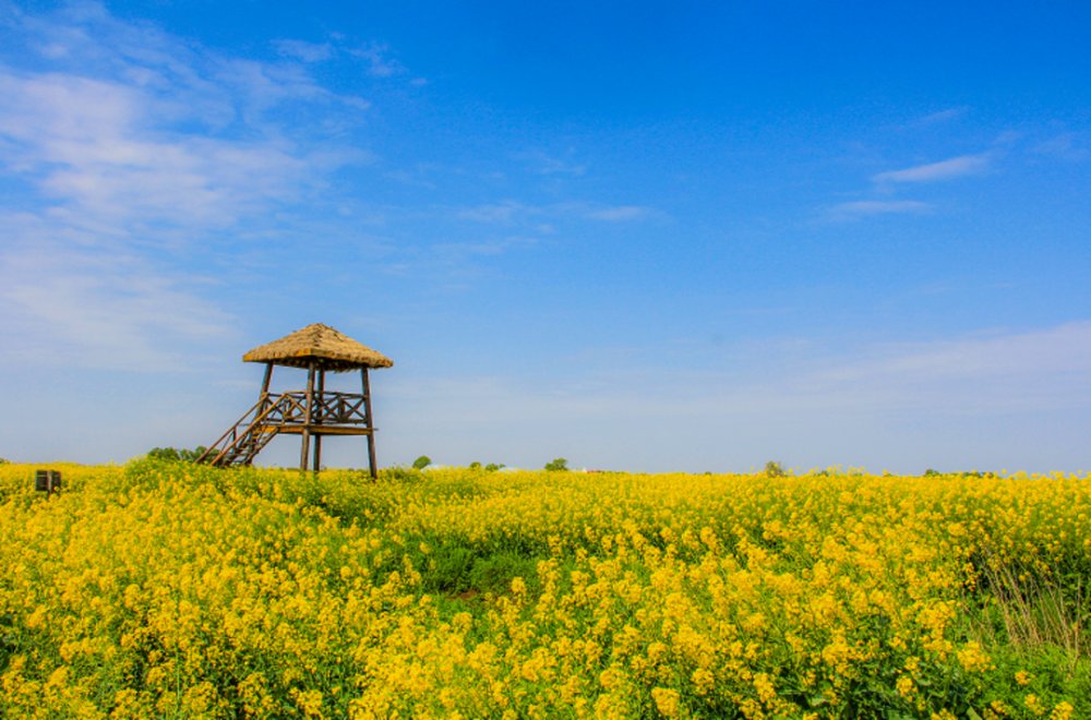高邮湖上花海即将开园邀您徜徉湖上金毯