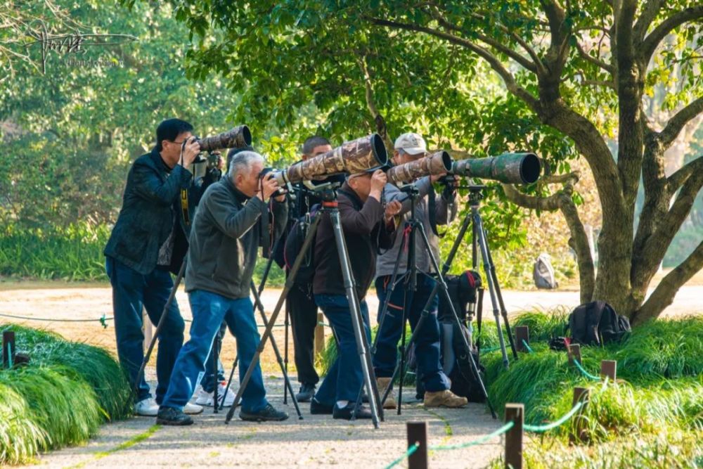 偶遇杭州摄影界的打鸟盛会人手一炮尽显专业