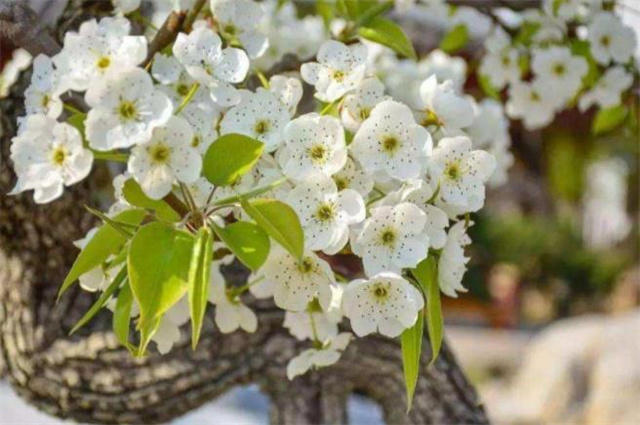 仲春惊蛰花信之棠梨古诗六首:棠梨花开满山白,野花开到白棠梨