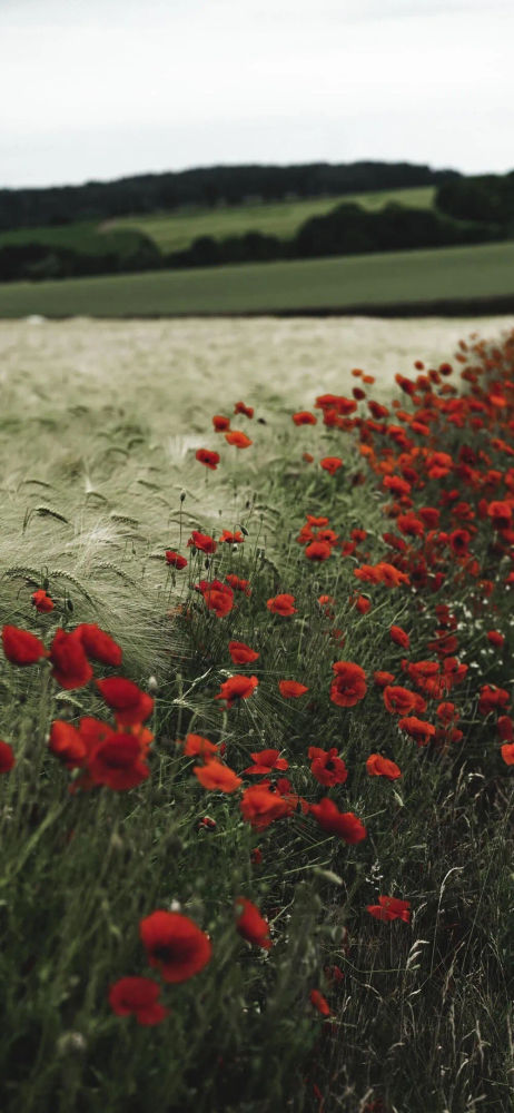 花壁纸背景图秋遇 冬熟 春疏 夏离仅此而已 腾讯新闻